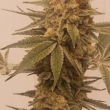 Pebble Runtz R1  Feminized 2