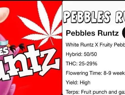 Pebble Runtz R1  Feminized