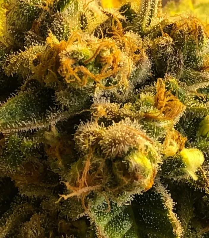 CBD Master Mass