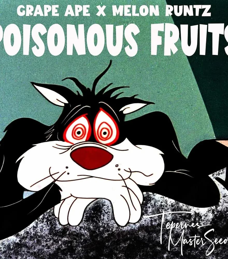 Poisonous Fruits Feminized