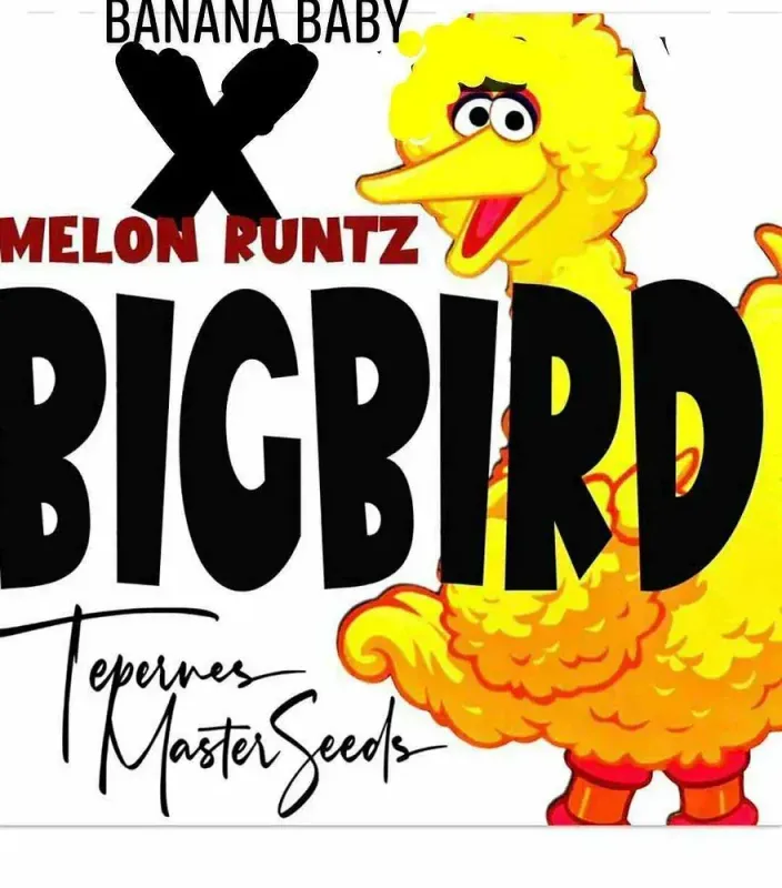 Big Bird