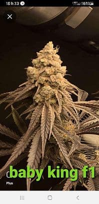 Baby King F1 Feminized