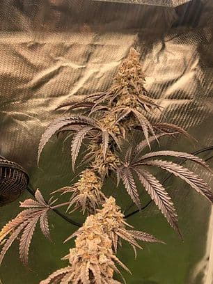 Baby King F1 Feminized 2