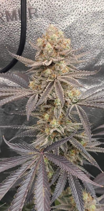 Crescendo Purple -F2