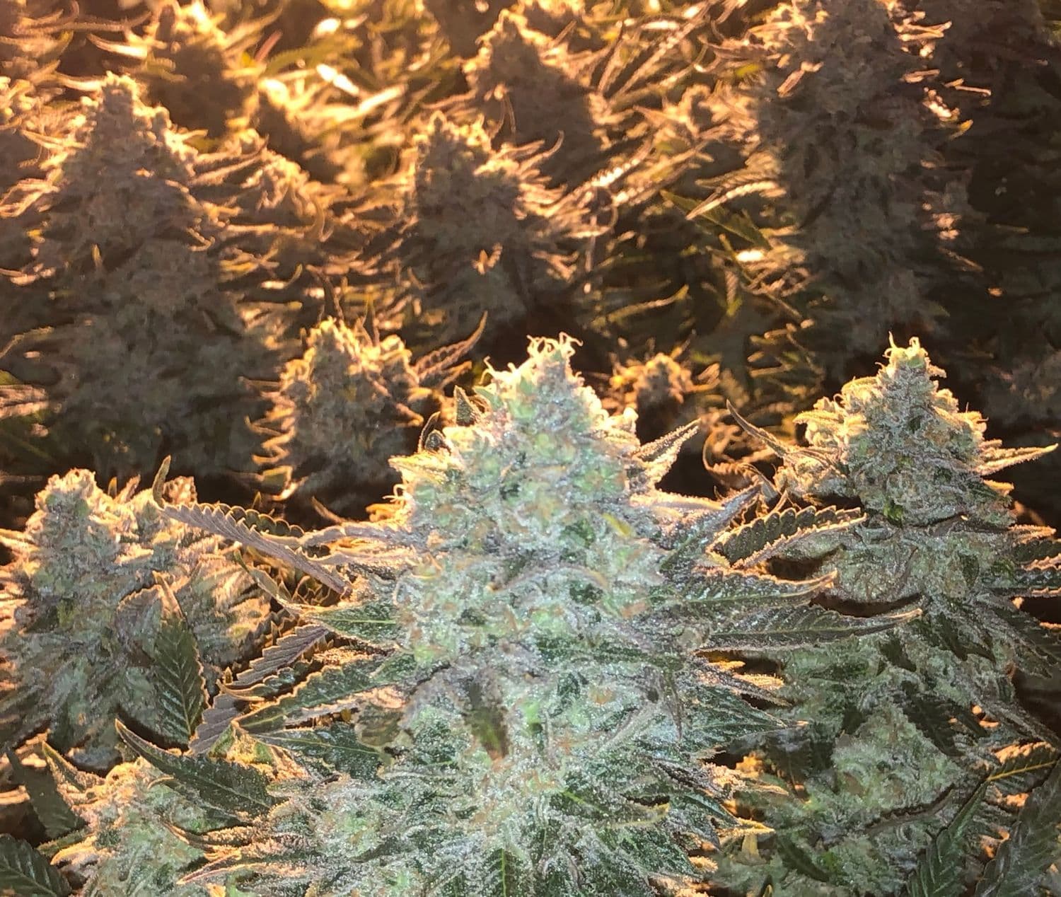 Crescendo Widow Regular: Reliable Resin-Heavy Hybrid