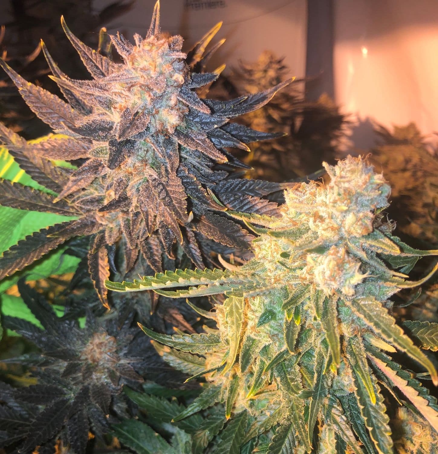 Crescendo 99 Regular: Tropical Pheno-Hunter's Hybrid