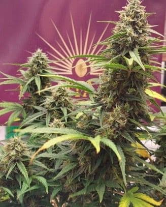 Crescendo Fuel - F1 Regular 3