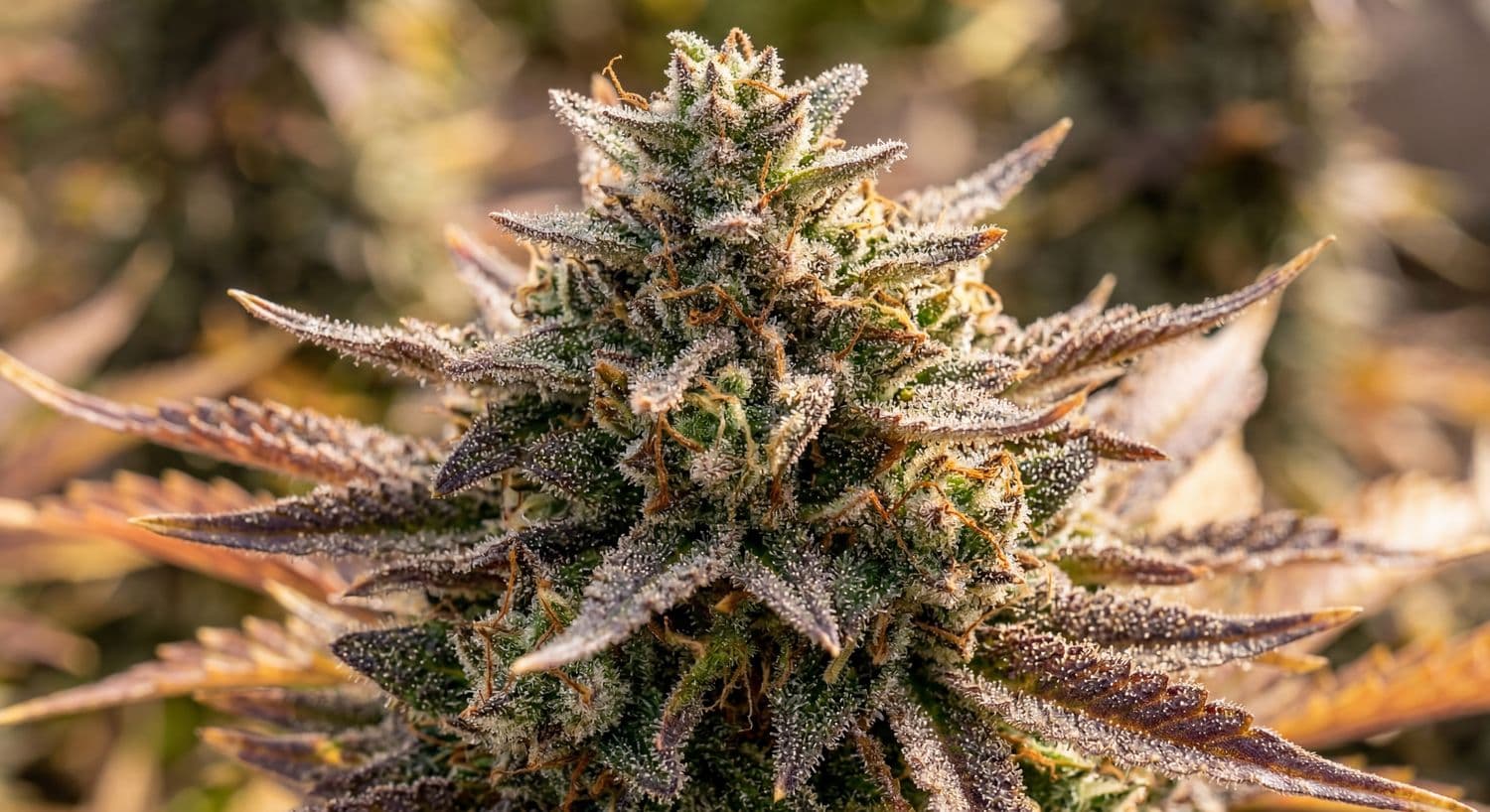 Crescendo Fuel - F1 Regular