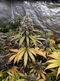 Apples & Bananas Feminized 3