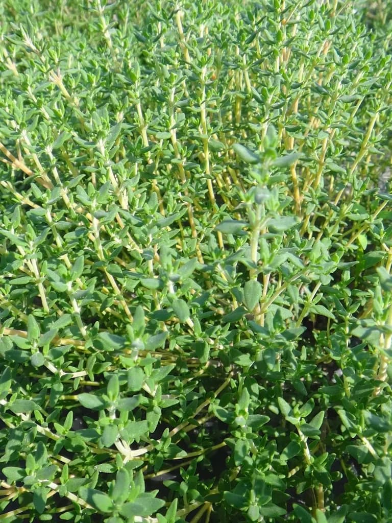 Thyme