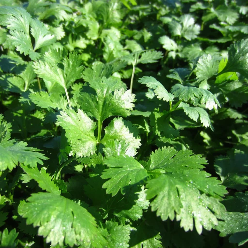 Santo Coriander