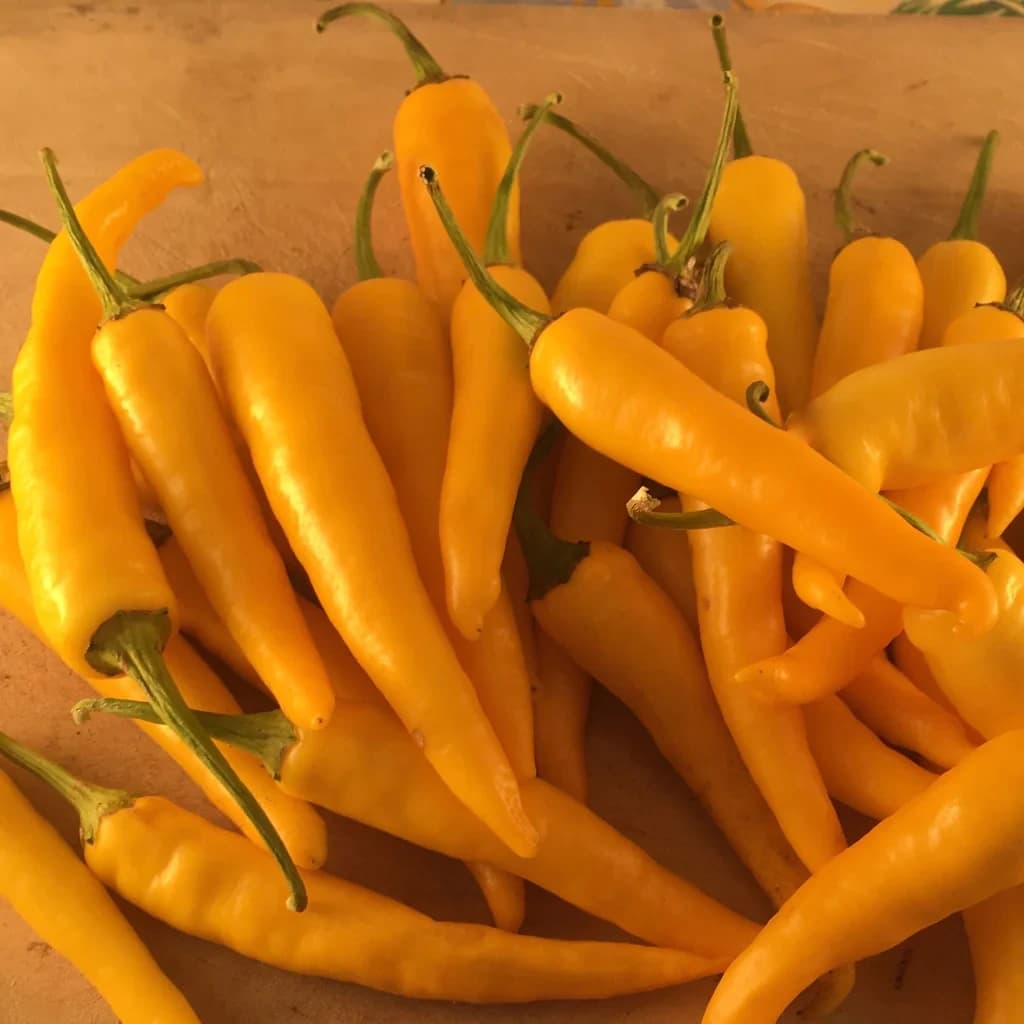Ho Chi Minh Pepper