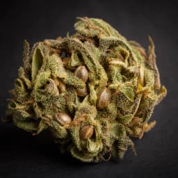 Diploid cannabis pistils and viable seeds macro
