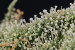 Triploid cannabis dense seedless flower and trichomes macro