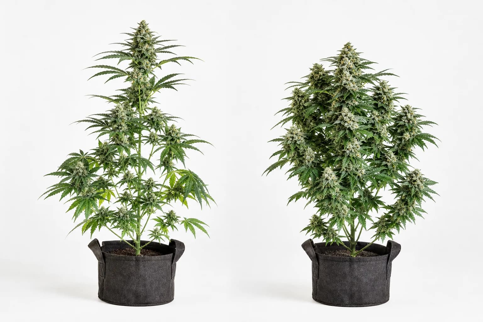 Diploid cannabis plant beside a triploid cannabis plant