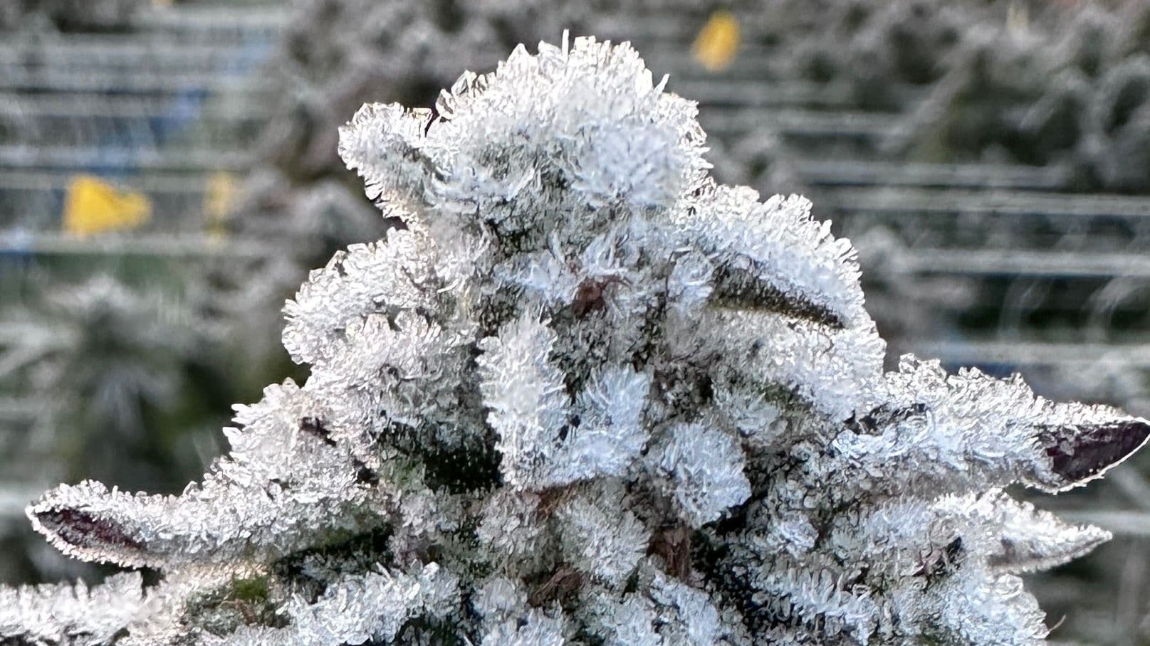 Best Time of Day to Harvest Cannabis: Why We Cut at Night