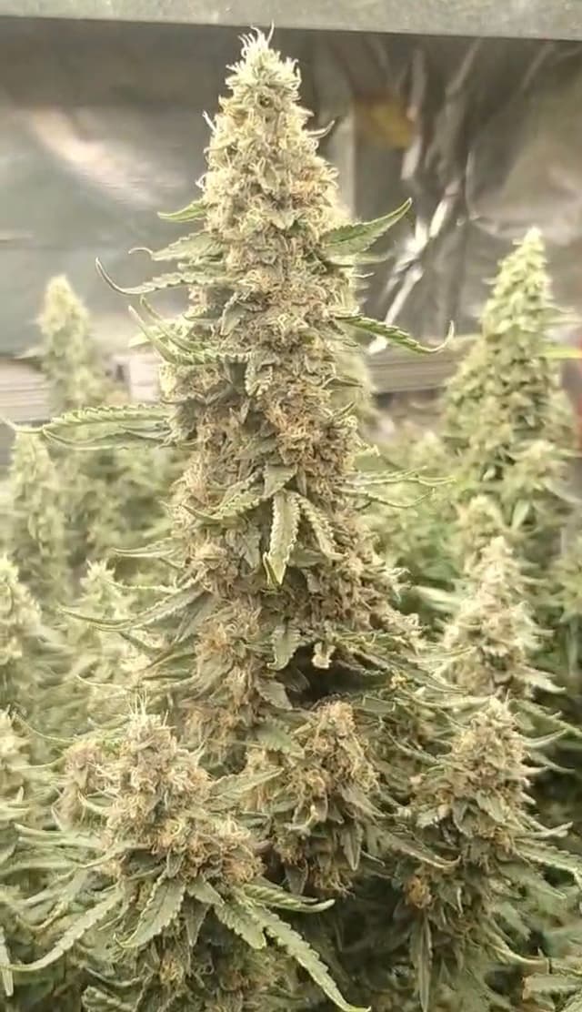 Obama Kush Auto Feminized – Afghani x OG Kush Indica Powerhouse