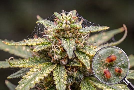Spider Mites on Cannabis: Practical Guide to Identify, Eliminate, and Prevent Them