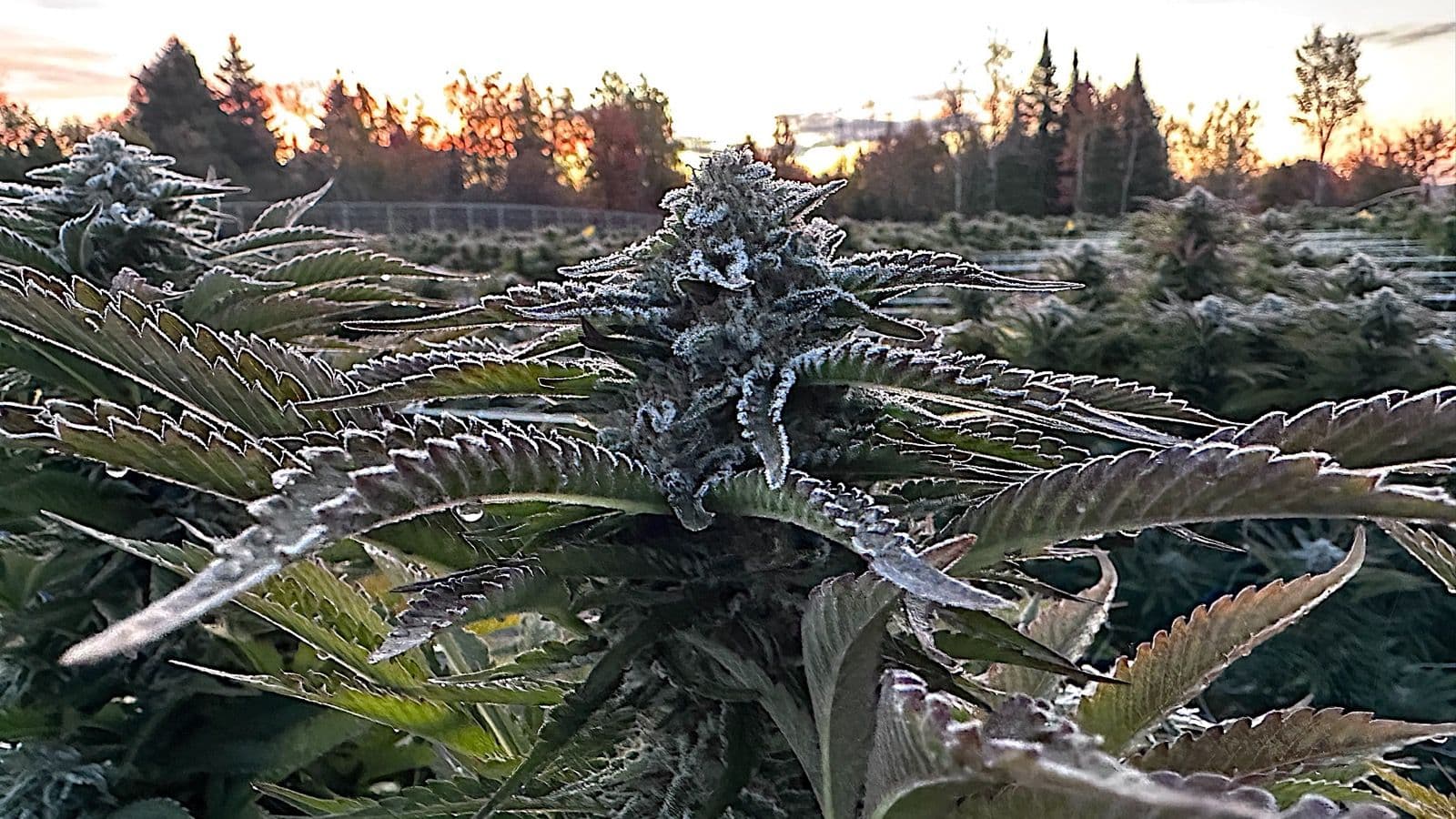 Predicting Frost on Cannabis: How to Know If Your Plants Will Ice Up Tonight