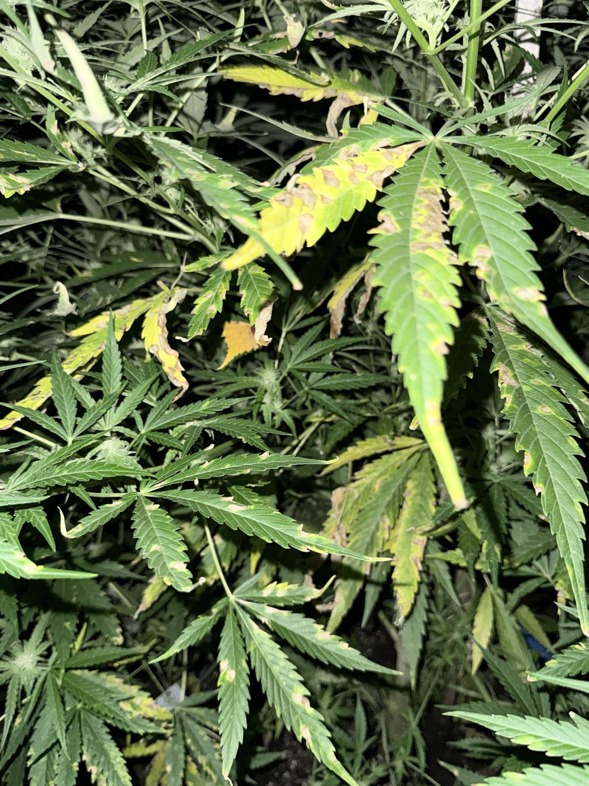Septoriose sur Cannabis : Identification et Traitement Biologique