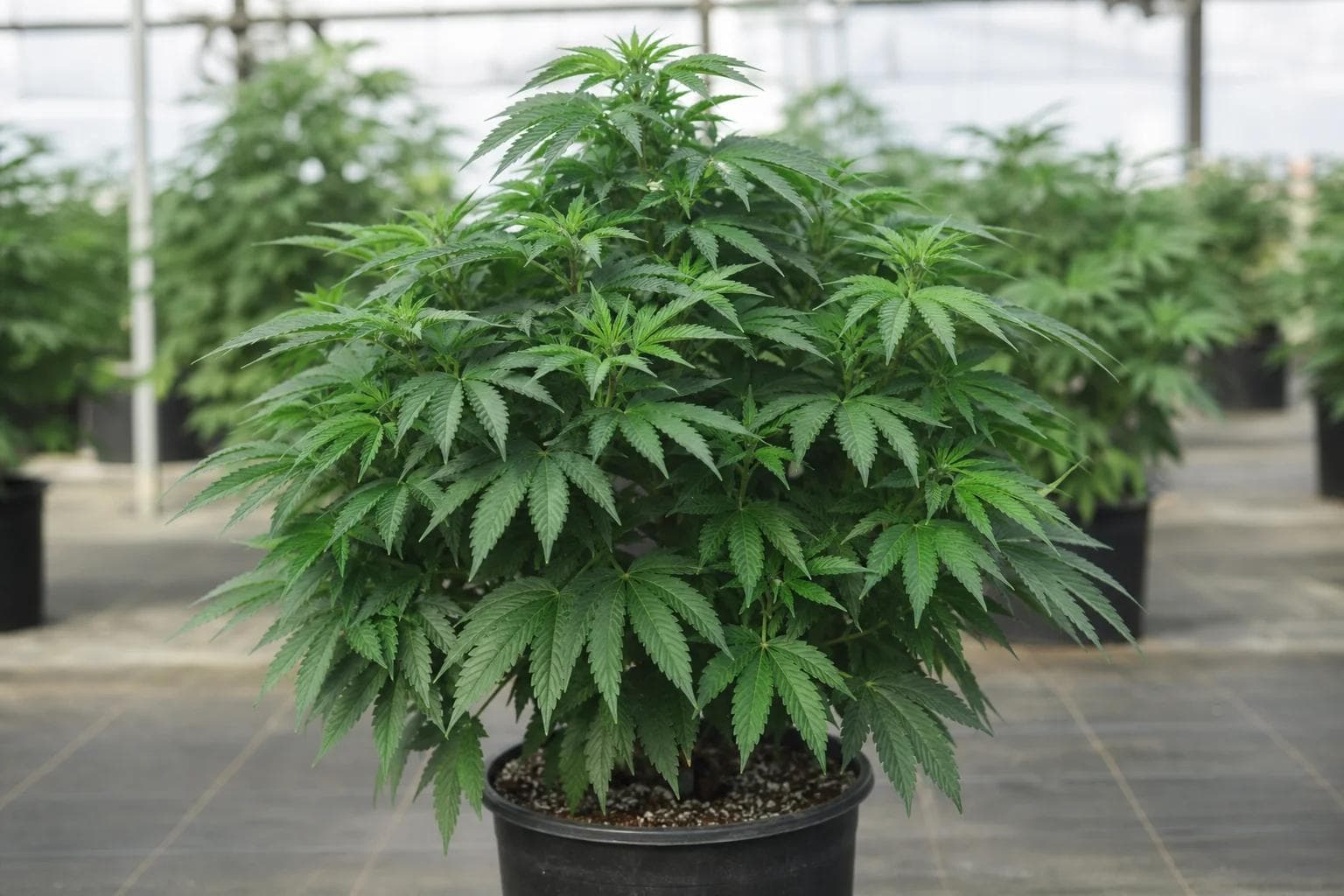 Cannabis triploïde, tétraploïde et polyploïde : ce que les cultivateurs canadiens doivent savoir