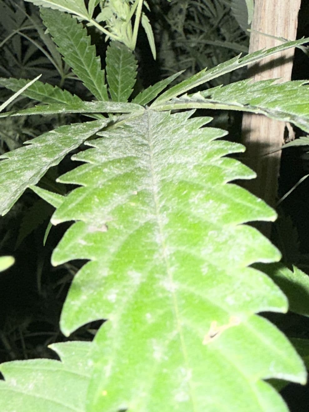 Oïdium sur Cannabis : Identification, Traitement et la Science Derrière