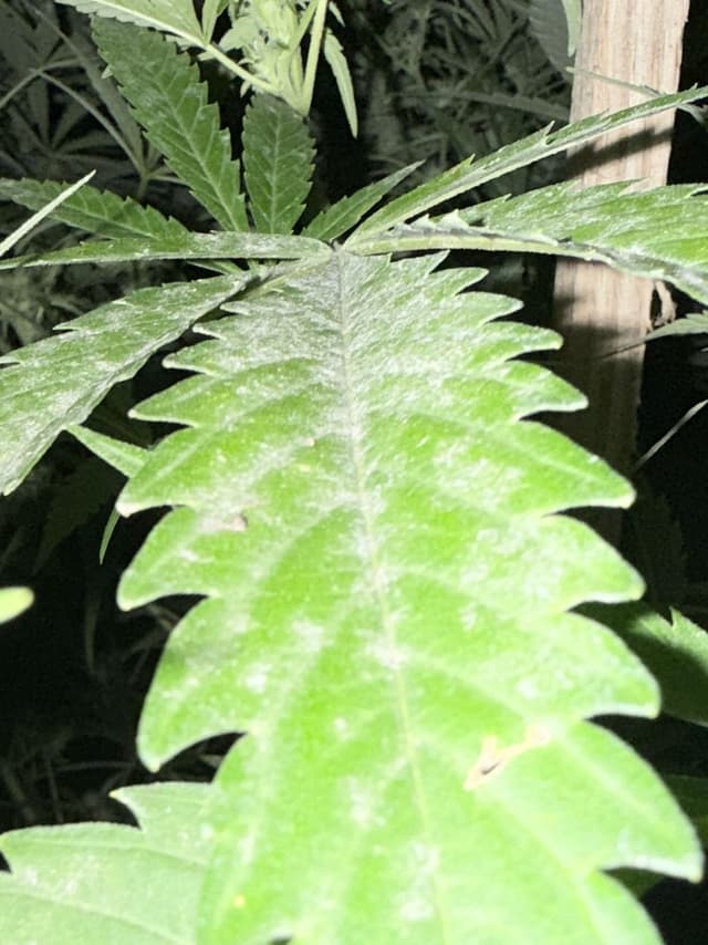 Powdery Mildew on Cannabis: Identification, Treatment and the Science Behind It