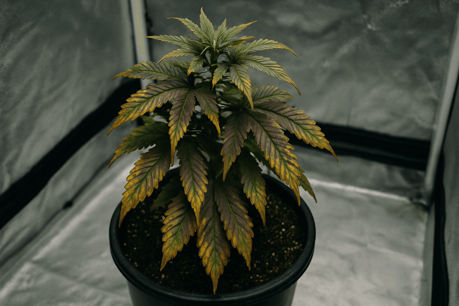 Cannabis Growing Problems: Diagnose and Fix 7 Common Issues