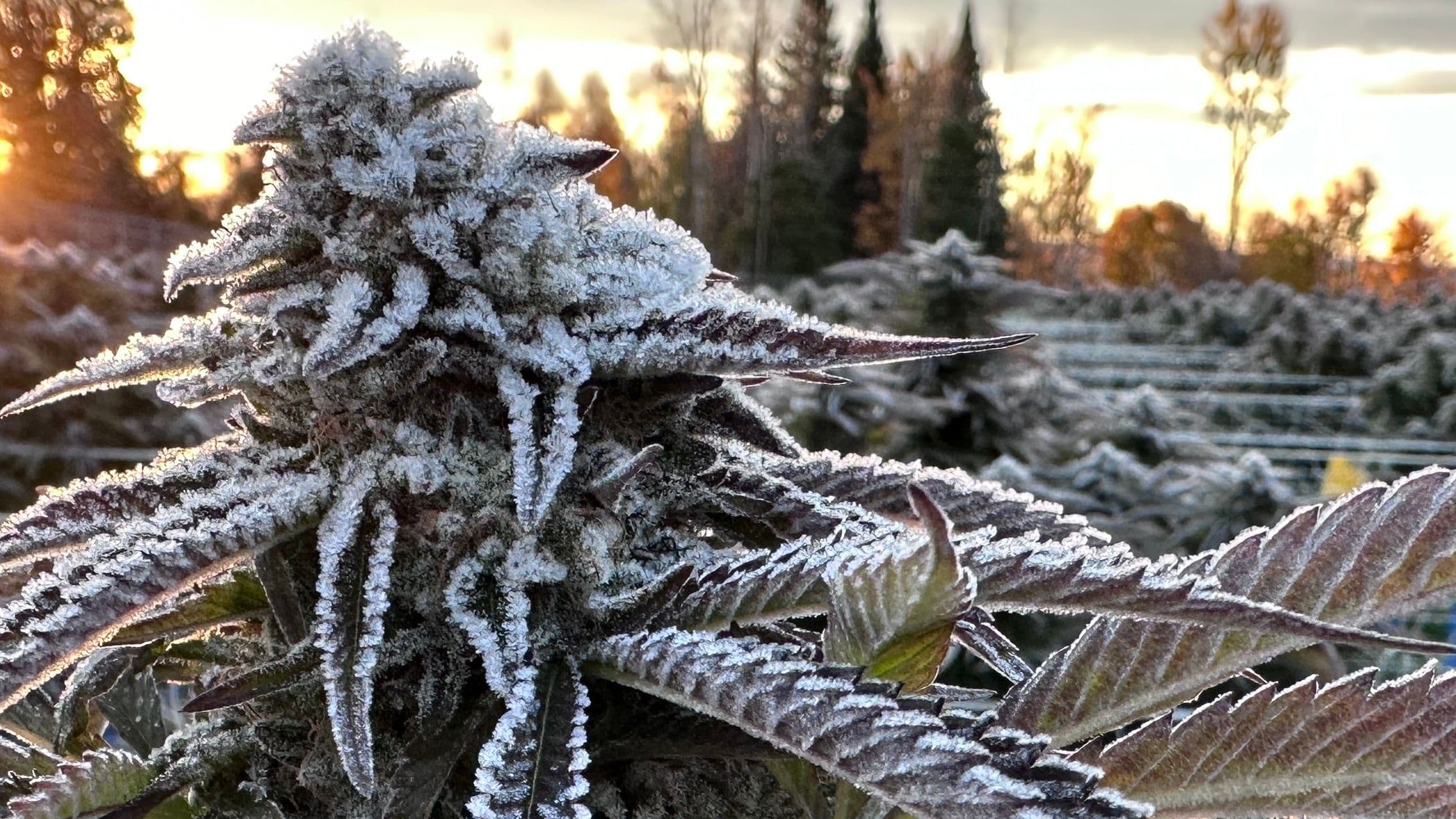 Late Cannabis Harvest in a Northern Climate: How Far Can You Push It?