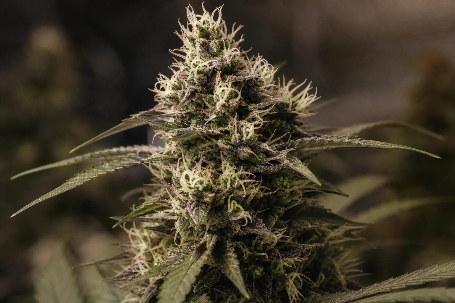 Cannabis Pistils Explained: What White and Amber Hairs Mean