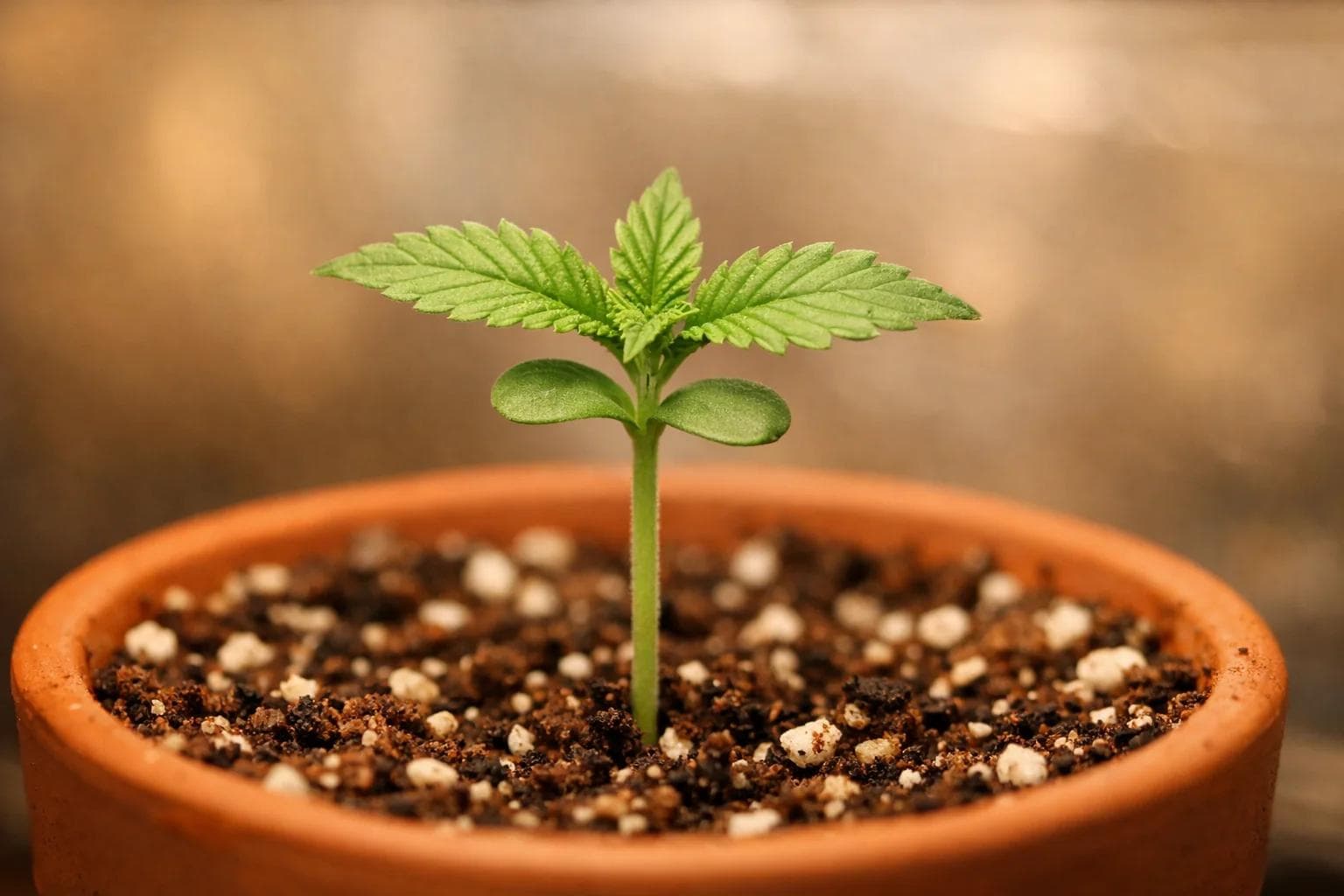 Phase semis cannabis — les 14 premiers jours critiques