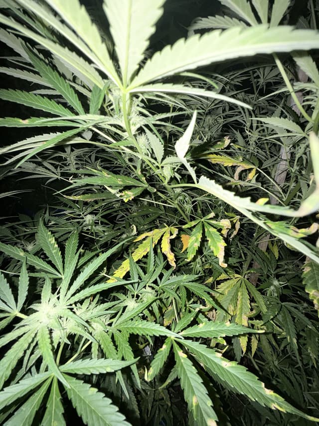 Cannabis Fungal Diseases: The Complete Guide to Causes, Identification and Treatment