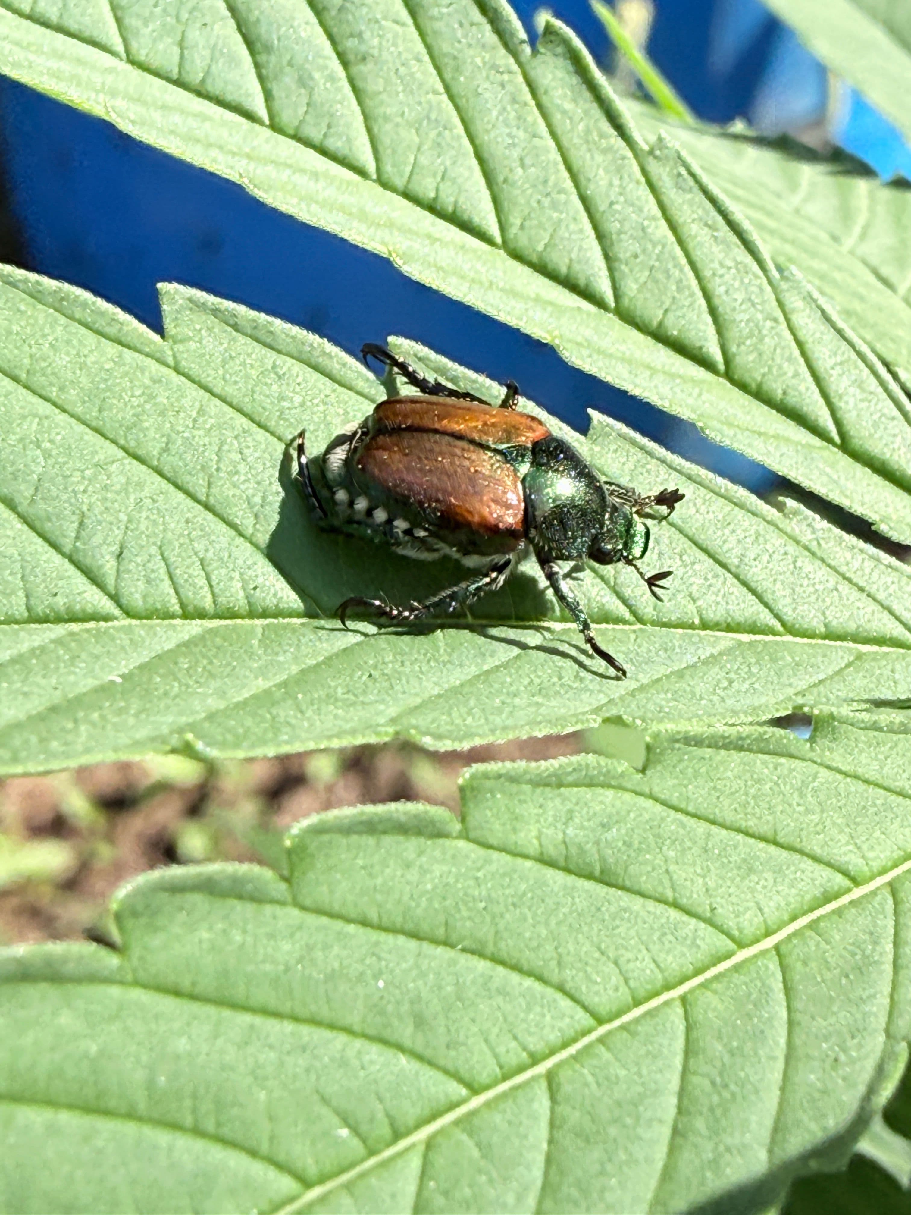 Insectes & nuisibles