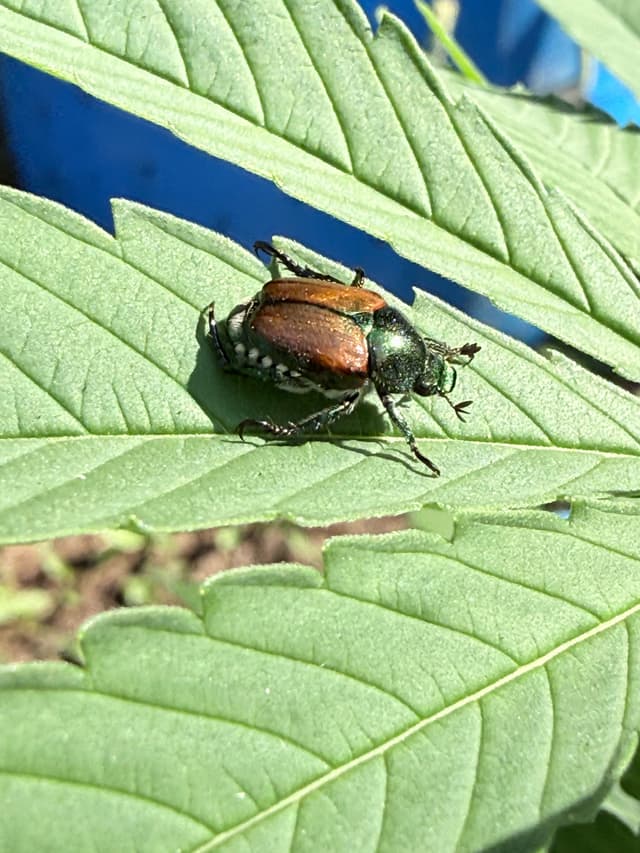 Japanese Beetle and Cannabis: Practical Guide for Quebec Growers
