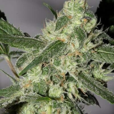 Sugar Haze Regular: A Breeders' Tropical Sativa from PPS