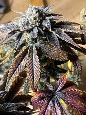 Sunset Sherbet Feminized: Sweet Cookies Heritage in Sunset Orange