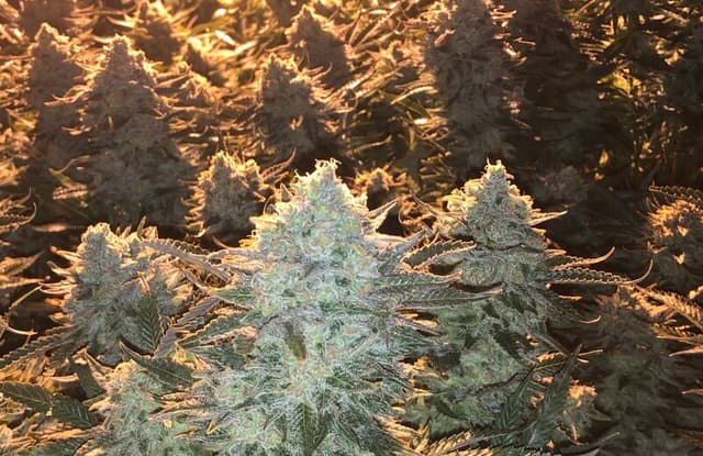 White Widow x Critical Feminized: Two Classics in One Workhorse Hybrid