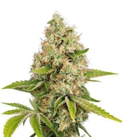 Lemon Kush Feminized: Bright Citrus Indica With a Mood-Lift Twist