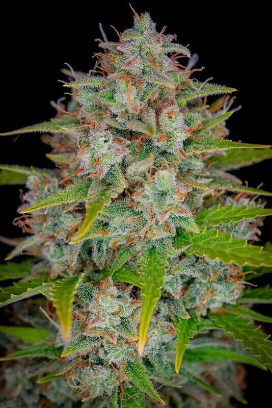 Orange Sherbet Auto Feminized: Citrus-Cream Autoflower From P.P.S