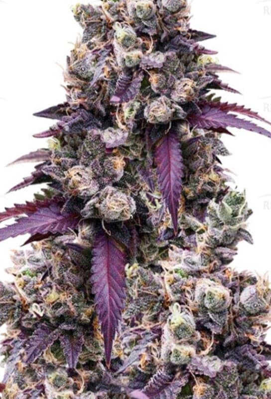 Wedding Gelato Feminized: A Cookies-Family Dessert Cross Worth Growing