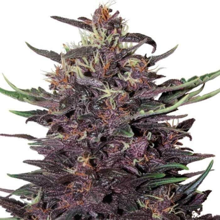 Purple Kush Auto Feminized Seeds — Complete Grow Guide & Strain Review