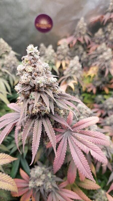 Platinum OG Fast Feminized: trichome-frosted OG Kush in 7-8 weeks