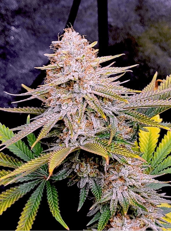 Oreoz Feminized Seeds: The Chocolate-Diesel Hybrid With a 30% THC Ceiling