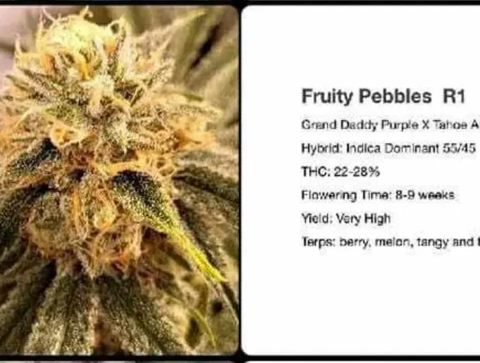 Fruity Pebbles R1 Feminized – Sweet, Tropical, and Seriously Potent