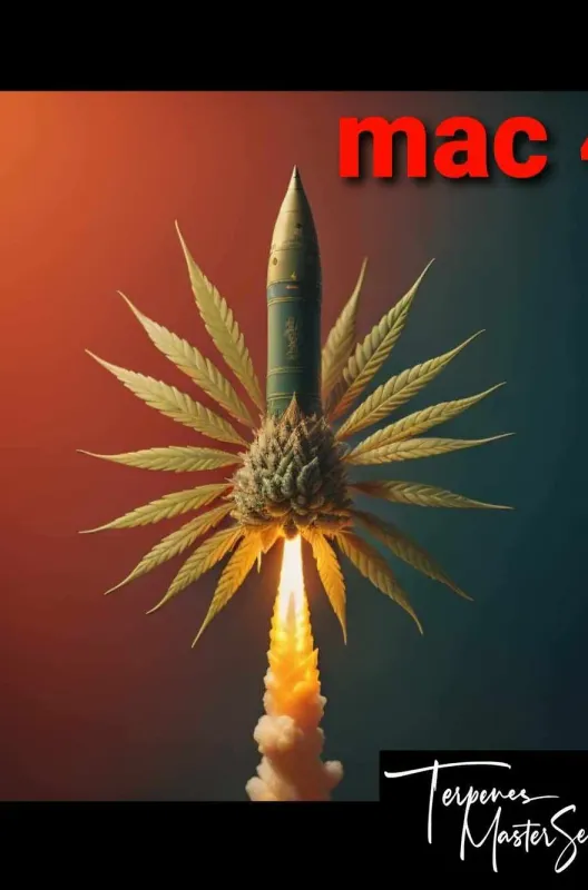 MAC #4 Feminized: The Rare Phenotype of a Legendary Balanced Hybrid