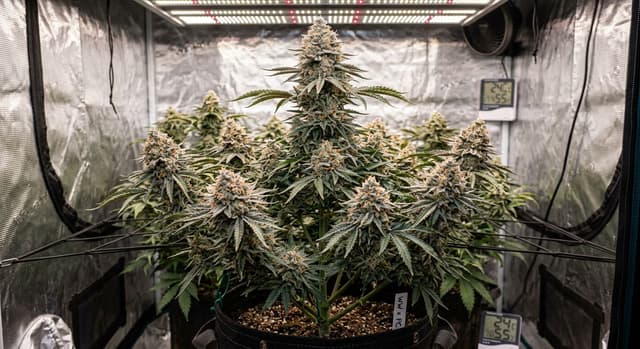 Crescendo Widow Regular: Reliable Resin-Heavy Hybrid