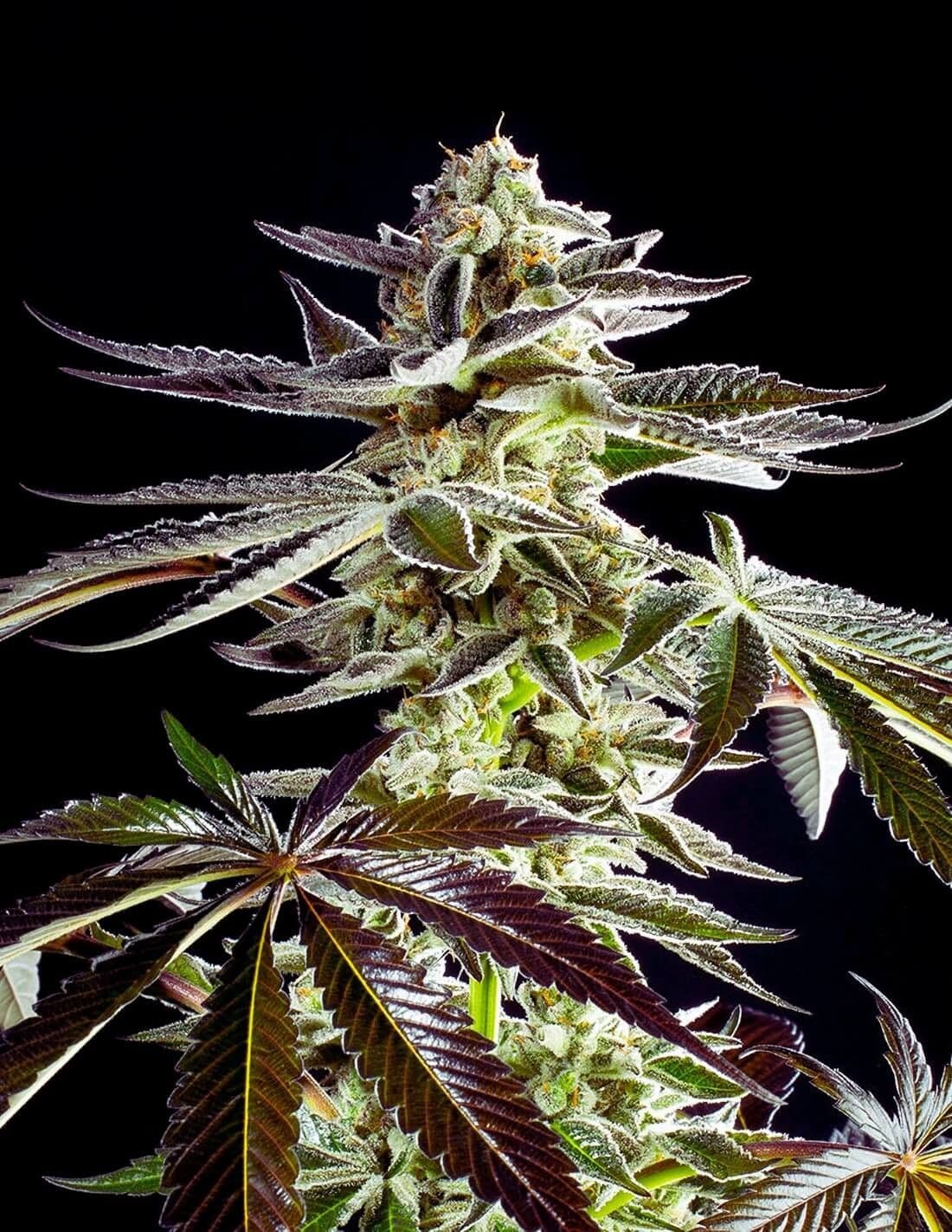 Apples & Bananas Feminized