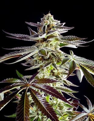 Apples & Bananas Feminized