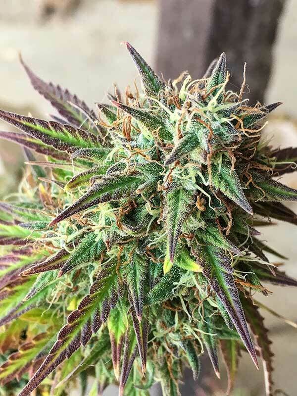 Girl Scout Cookies X Jack Herer