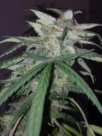 Blue Monster